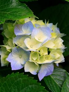 Hydrangeas